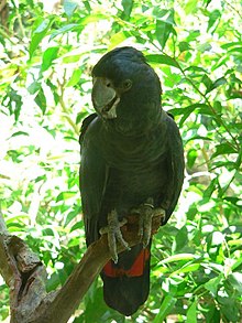 Kaliptorinko de Banks (Calyptorhynchus banksii) apud Darvino, Norda Teritorio, Aŭstralio