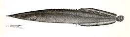 Macrognathus aculeatus