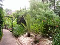 Miniatura para Jardín botánico bíblico Rodef Shalom