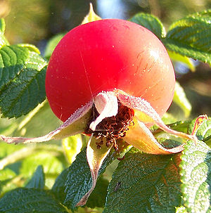 Rosa rugosa Frucht 1