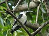 A Sickle-billed Vanga in a tree