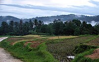 Rice terraces in the hills of Sierra Bullones