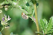 Monacha cartusiana Snail2009-09-12 (68).JPG