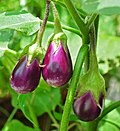 Miniatura para Solanum melongena