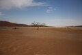 Alberi nel deserto nel Sossusvlei