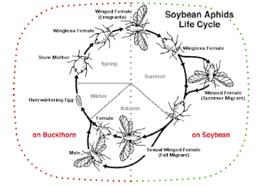 Aphid populations are often entirely female during the summer, with sexual reproduction only to produce eggs for overwintering. Soybeanaphidlifecycle.gif