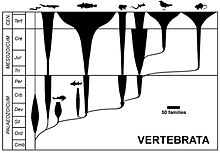 Traditional spindle diagram showing the vertebrates classes "budding" off from each other. Transitional fossils typically represent animals from near the branching points. Spindle diagram.jpg