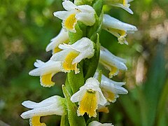 Spiranthes lucida