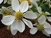 Close-up of flower