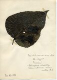 blad met de parasiet Leucoptera sinuella (Lyonetiidae)