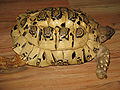 一隻殼色偏黃的豹龜
