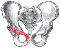 Stydká kost lidské pánve u muže. Gray's Anatomy, 1918