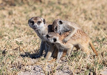 Grupo de suricatas (Suricata suricatta) no parque nacional do deserto de sal de Makgadikgadi, Botsuana. Os suricatas são altamente sociais e formam grupos de dois a 30 indivíduos cada, que ocupam áreas de vida em torno de 5 km² de área. Eles vivem em fendas de rocha em áreas pedregosas, muitas vezes calcárias, e em grandes sistemas de tocas nas planícies. Existe uma hierarquia social - geralmente os indivíduos dominantes em uma matilha se reproduzem e produzem descendentes, e os membros subordinados que não se reproduzem fornecem cuidados altruístas aos filhotes. A reprodução ocorre durante todo o ano, com picos durante chuvas fortes; após uma gestação de 60 a 70 dias, nasce uma ninhada de três a sete filhotes. Sem ameaças significativas para as populações, o suricata está listado como uma espécie pouco preocupante na Lista Vermelha da IUCN. Eles são amplamente retratados na televisão, no cinema e em outras mídias. (definição 6 005 × 4 233)