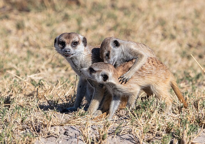 Три суриката (Suricata suricatta)