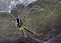 Cyrtophora moluccensis in Cairns