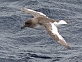 Miniatura para Thalassoica antarctica