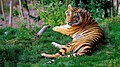 Tiger Resting.jpg