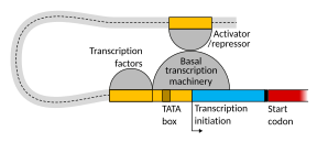 Transcription initiation eukaryote B.svg