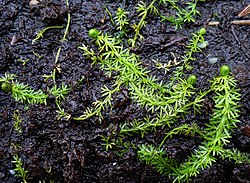 Utricularia ochroleuca s. l.