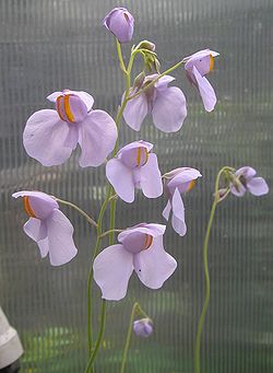 Utricularia reniformis inflorescence.jpg