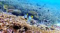 Image 95Coral reefs of the Maldives (from Indian Ocean)