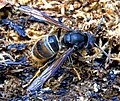 Vespa velutina - usual colour variant. Dorsal aspect.