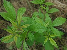 Vitex negundo leaves.jpg