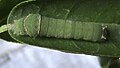 Caterpillar in fourth instar.