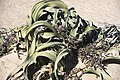 Welwitschia mirabilis mit abgestorbenen Blattenden