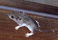 white-footed mouse