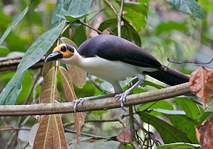 White-necked Rockfowl (Picathartes gymnocephalus)cropped.jpg