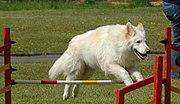 A White German Shepherd Dog