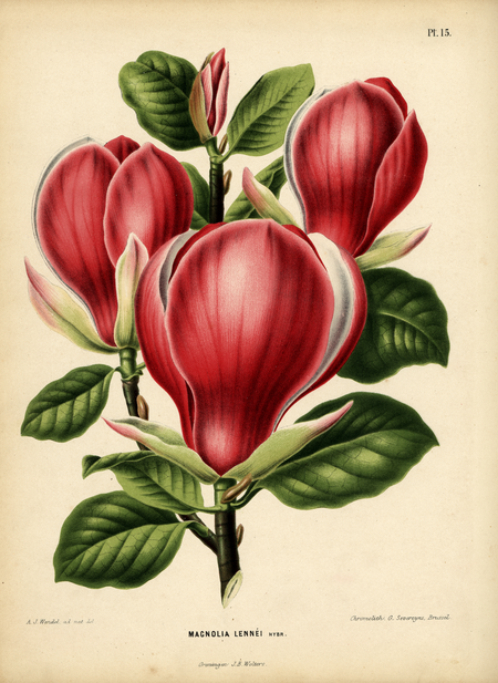 Pl. 15: MAGNOLIA LENNÉI hybr.