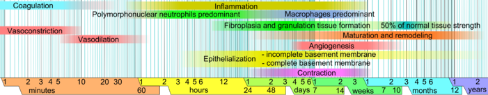 701px-Wound_healing_phases.png