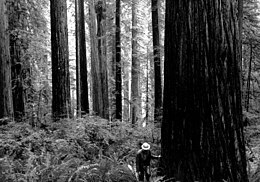 Black and white photo of old-growth redwood and understory vegetation