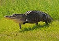 L'alligator américain est endémique à neuf États du sud-est.