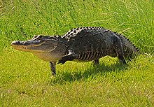 The American alligator is endemic to eight states in the Southeast, and is the official state reptile of Florida, Louisiana and Mississippi. *Big* Walking Gator at lake Woodruff.jpg