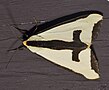 Haploa clymene