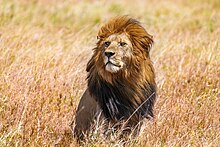 Wild lion (Panthera leo) Snyggve, son of C-Boy, scanning the horizon in the Serengeti National Park, Tanzania