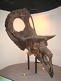 Miniatura para Torosaurus latus