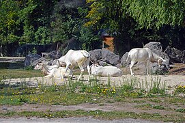 Addax.