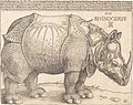 Albrecht Dürers kobberstikk av et neshorn. Dürer hadde et godt øye for detaljer.