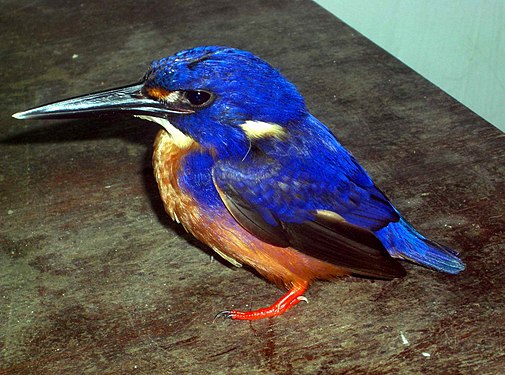 Alcedo azurea ruficollaris, Cooktown. Notu fortan bluan koloron, ĉefe ĉe flankoj.