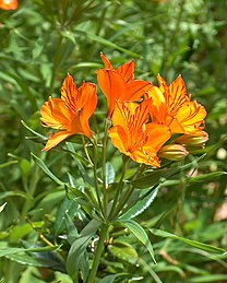 Alstroemeria patagonica ou localement "Amancay", pousse sur l'ensemble du plateau patagonique de la province.