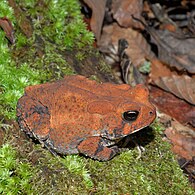 East Texas Toad (Anaxyrus velatus) or (A. woodhousii x fowleri) Hardin Co. Texas