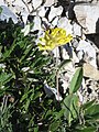 Anthyllis alpestris