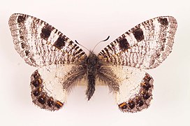 Archon apollinus krystallina (Jerusalem)