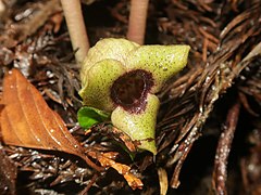 3個の萼裂片は五角形で平開し、先端はとがり、縁は波打ち、表面に短毛が生える。