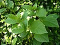 Maszlagos nadragulya (Atropa belladonna) drogja a növény szárított levele (Belladonnae folium), melynek fő alkaloidja a hioszciamin, de emellett kis mennyiségben szkopolamint is tartalmaz