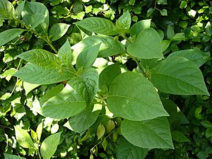 English: The leaves of Atropa belladonna